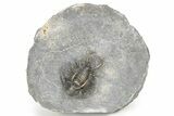 Spiny Ceratarges Trilobite - Top Quality Specimen #241493-5
